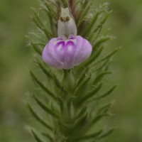 Rostellularia procumbens (L.) Nees